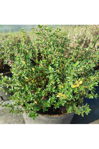 Thymus vulgaris `Fredo`